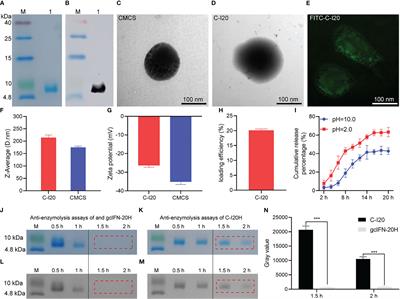 Nanopeptide C-I20 as a novel feed additive effectively alleviates detrimental impacts of soybean meal on mandarin fish by improving the intestinal mucosal barrier